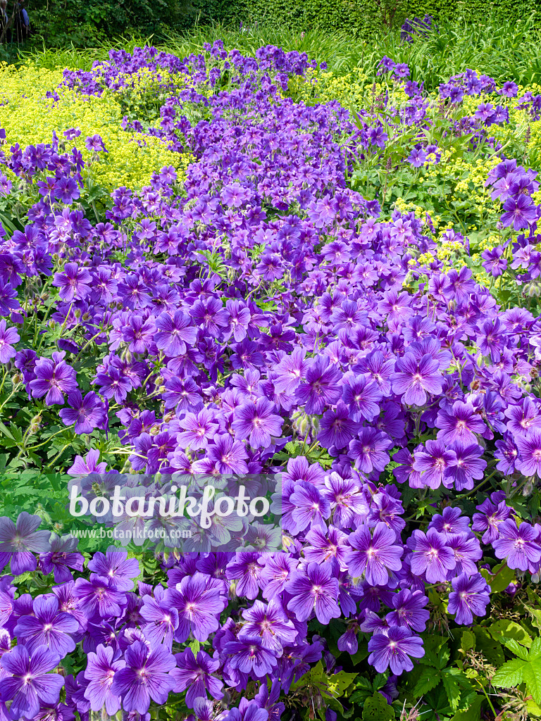 426099 - Cranesbill (Geranium x magnificum)