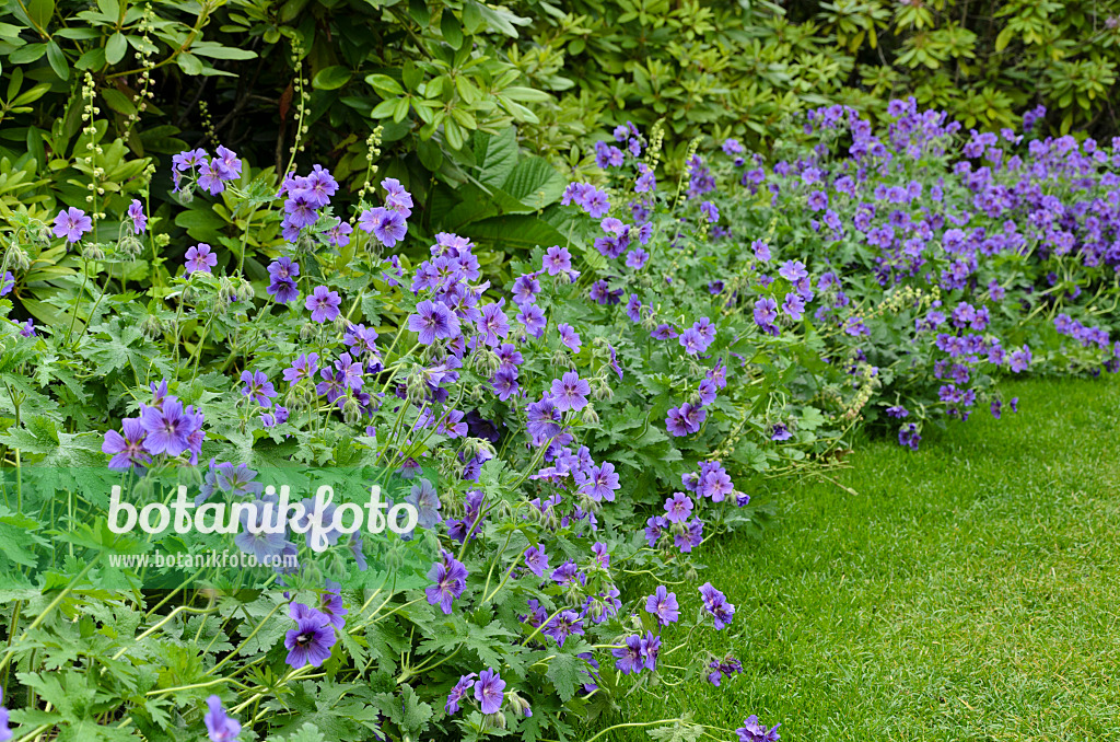 496305 - Cranesbill (Geranium x magnificum)