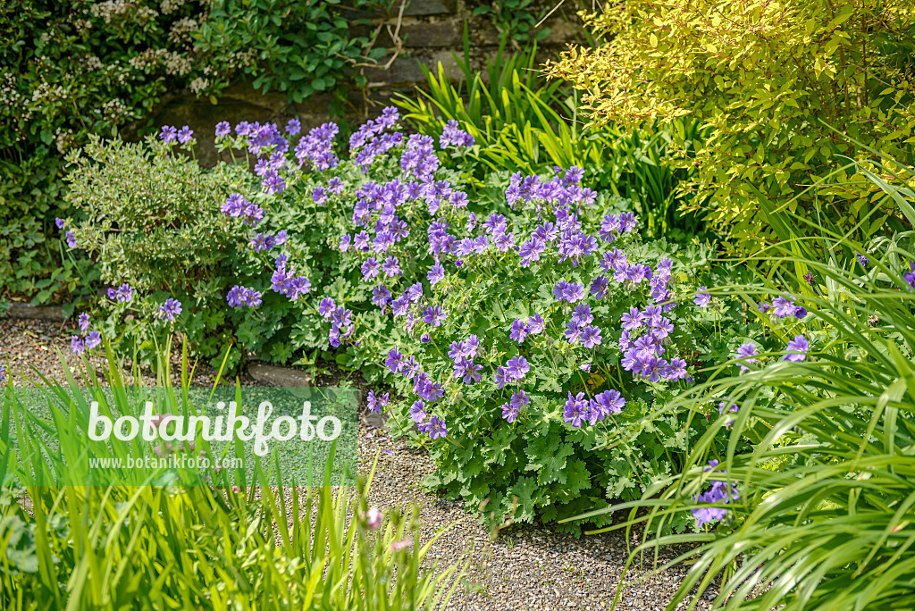 547147 - Cranesbill (Geranium x magnificum)