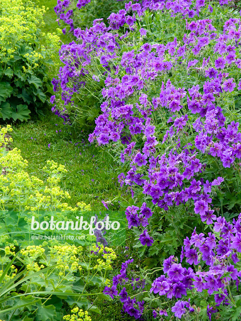 426071 - Cranesbill (Geranium x magnificum) and lady's mantle (Alchemilla mollis)