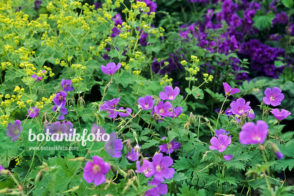 440208 - Cranesbill (Geranium x magnificum) and lady's mantle (Alchemilla mollis)