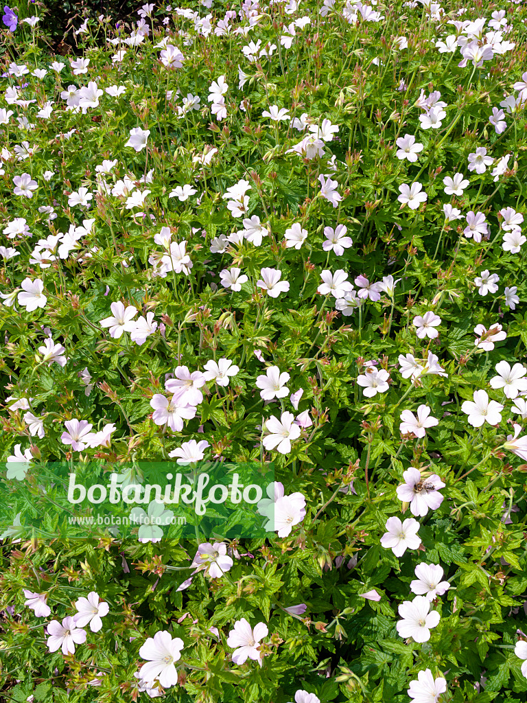 426108 - Cranesbill (Geranium x oxonianum 'Rebecca Moss')