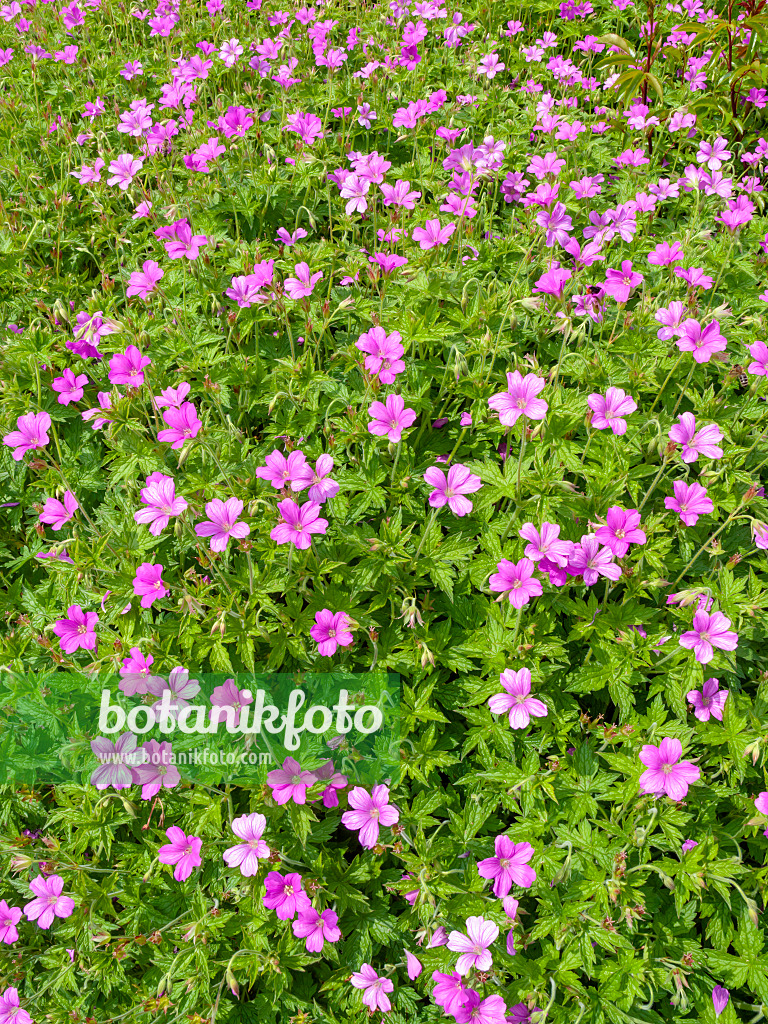 426107 - Cranesbill (Geranium x oxonianum 'Rödbylund')