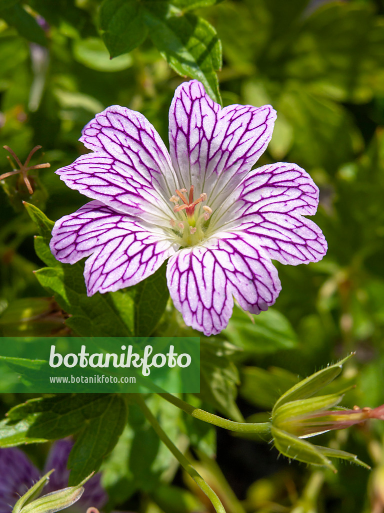 427146 - Cranesbill (Geranium versicolor)