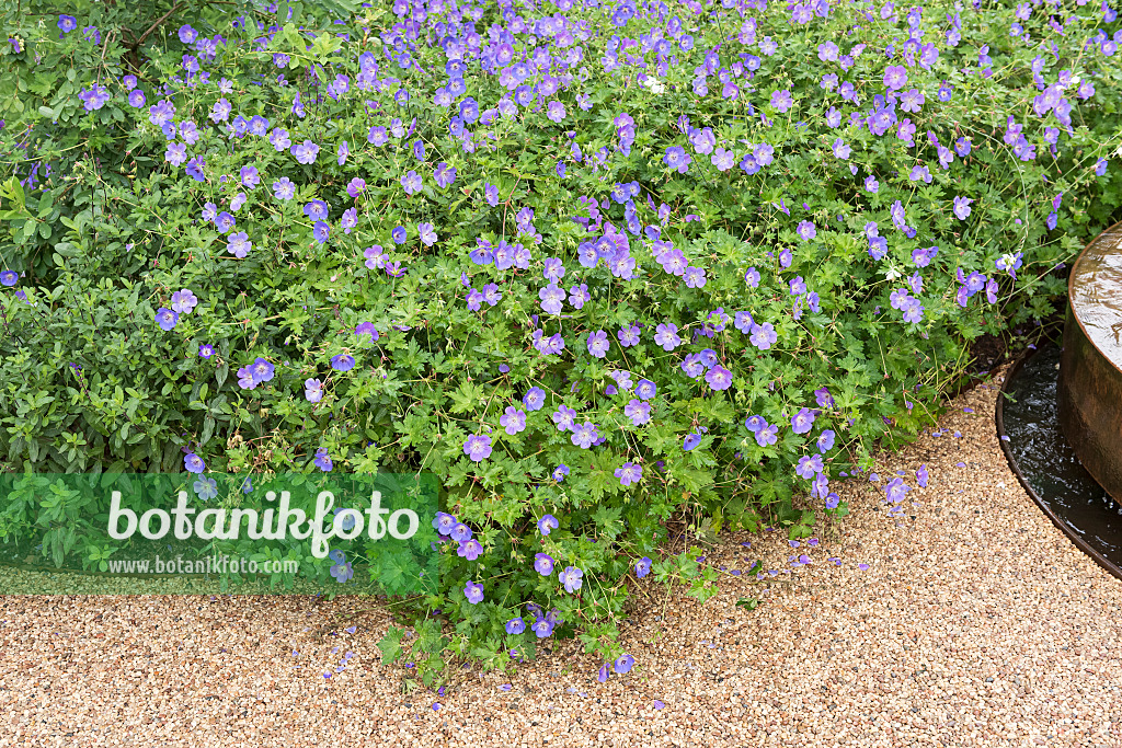 616395 - Cranesbill (Geranium wallichianum 'Rozanne')