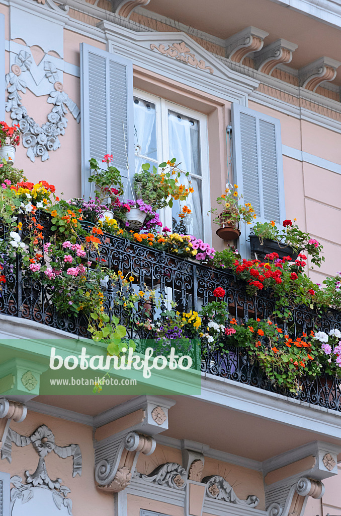 533099 - Cranesbills (Geranium), nasturtiums (Tropaeolum) and petunias (Petunia)