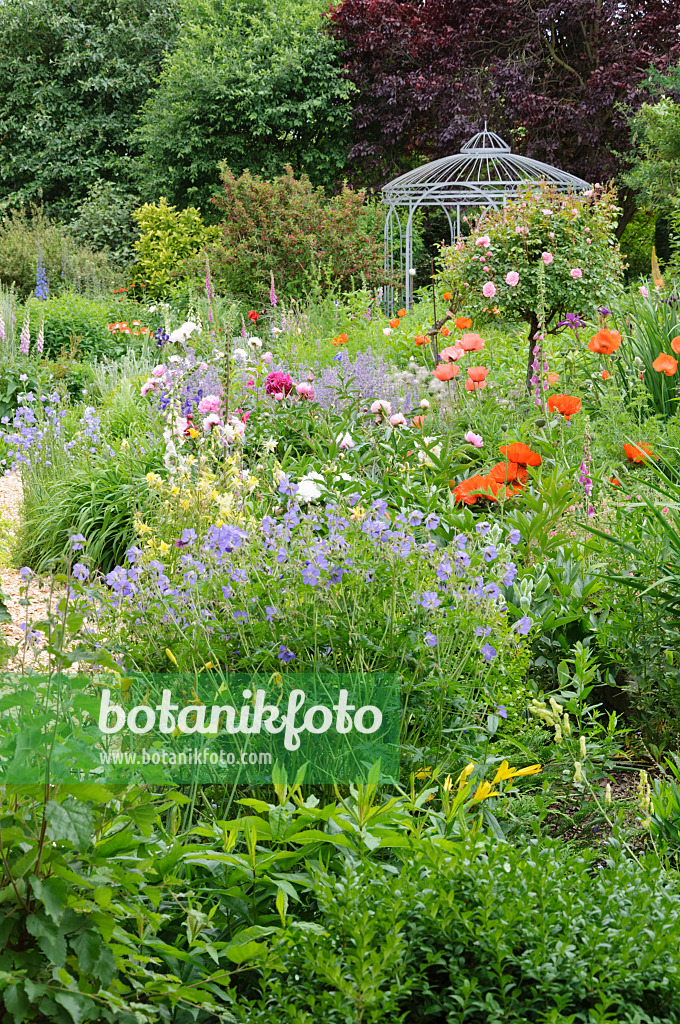 473073 - Cranesbills (Geranium), oriental poppy (Papaver orientale), roses (Rosa), peonies (Paeonia) and foxglove (Digitalis) with garden pavilion