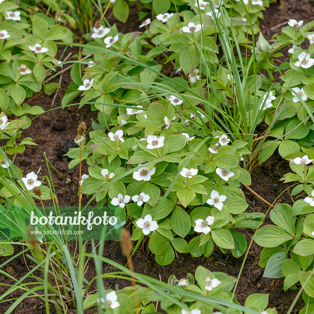 558083 - Creeping dogwood (Cornus canadensis)