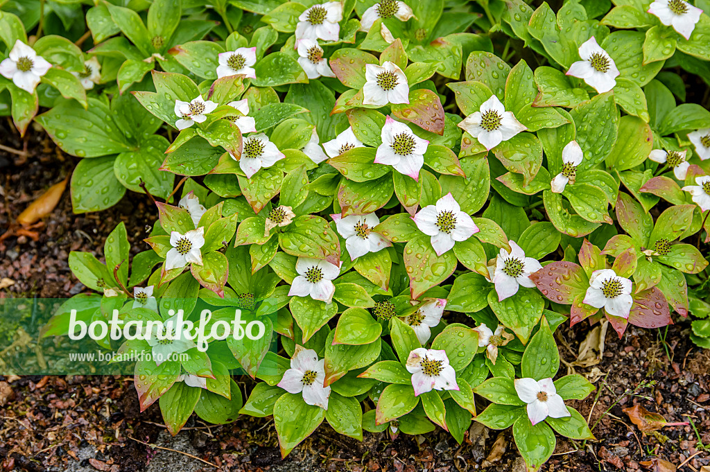 593055 - Creeping dogwood (Cornus canadensis)