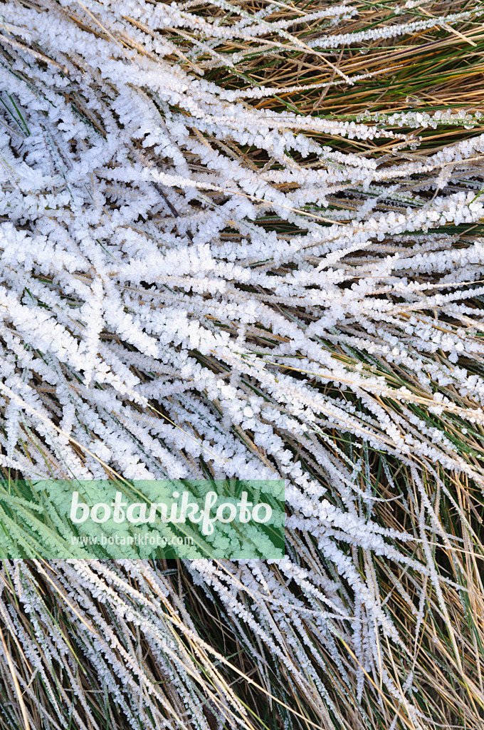 467087 - Creeping fescue (Festuca rubra) with hoar frost