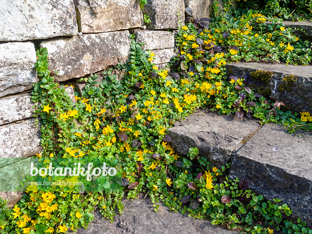 439013 - Creeping jenny (Lysimachia nummularia)