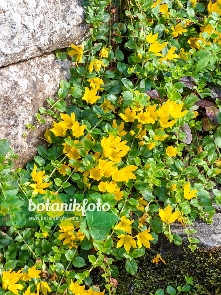 439014 - Creeping jenny (Lysimachia nummularia)