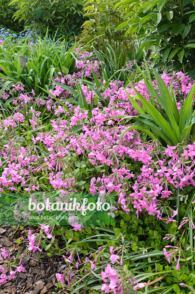 520171 - Creeping phlox (Phlox stolonifera 'Violet Velvet')