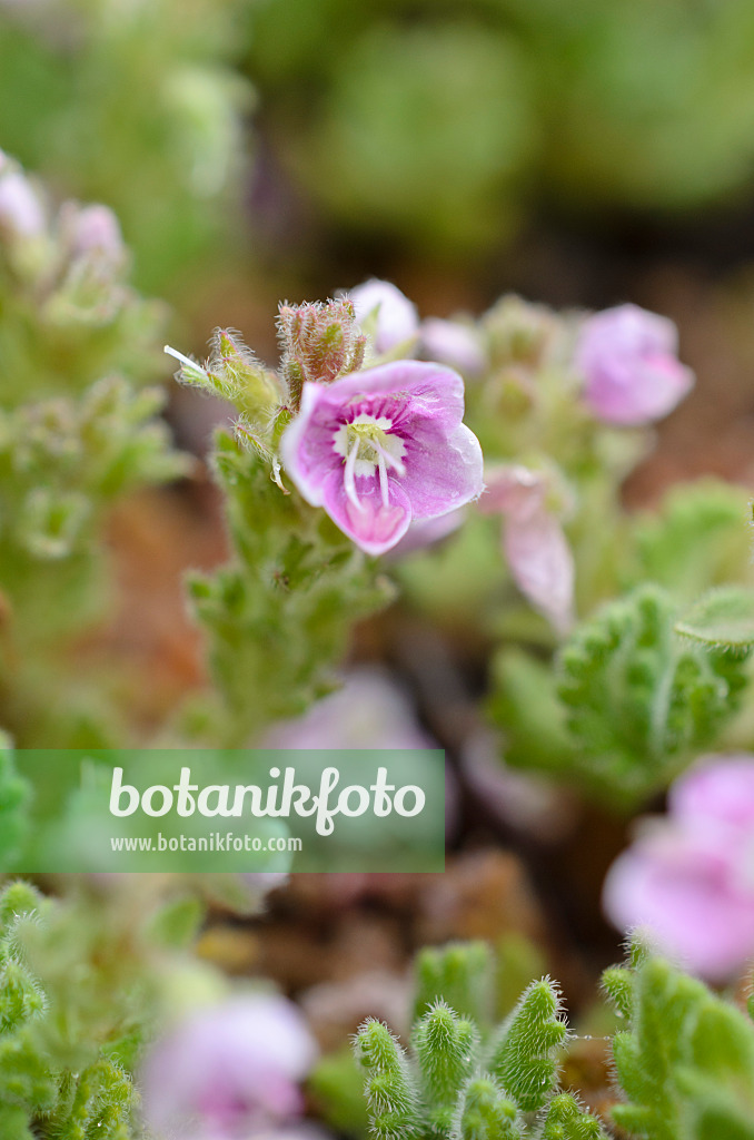 508060 - Creeping speedwell (Veronica surculosa)