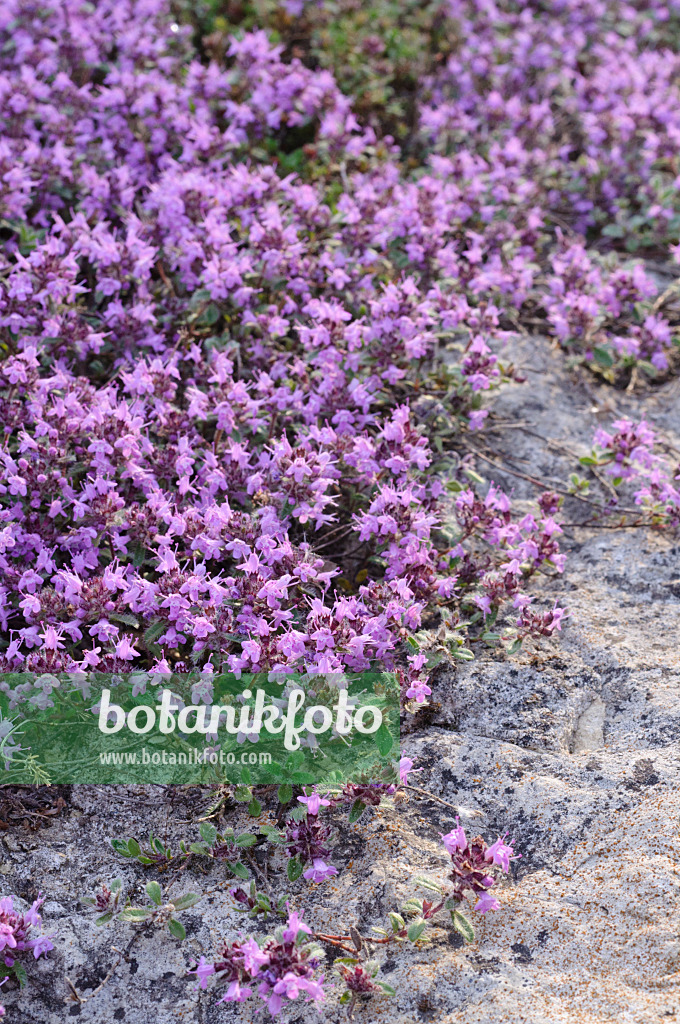 472292 - Creeping thyme (Thymus praecox subsp. britannicus syn. Thymus arcticus)