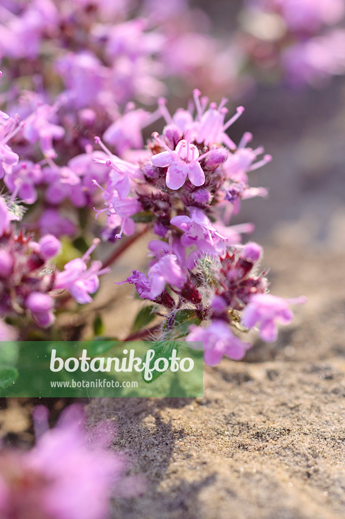 472293 - Creeping thyme (Thymus praecox subsp. britannicus syn. Thymus arcticus)