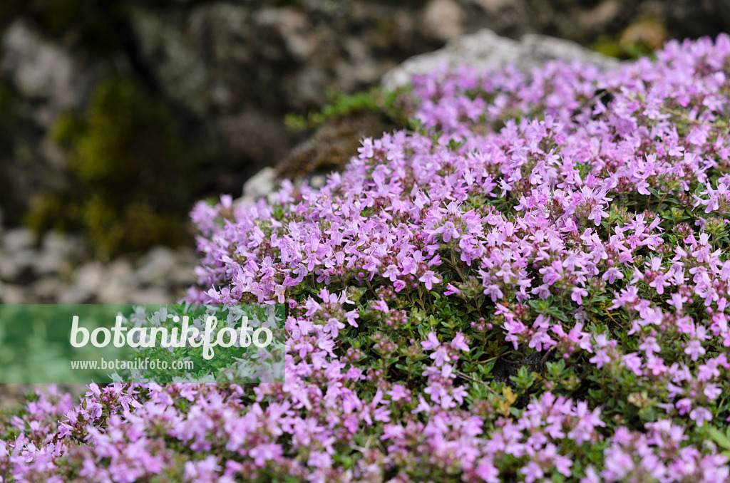 533561 - Creeping thyme (Thymus praecox subsp. britannicus syn. Thymus arcticus)