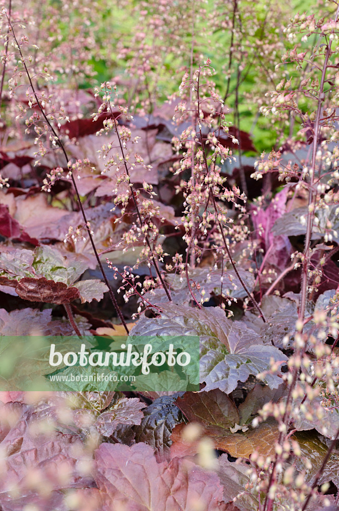 475074 - Crevice alumroot (Heuchera micrantha 'Palace Purple')