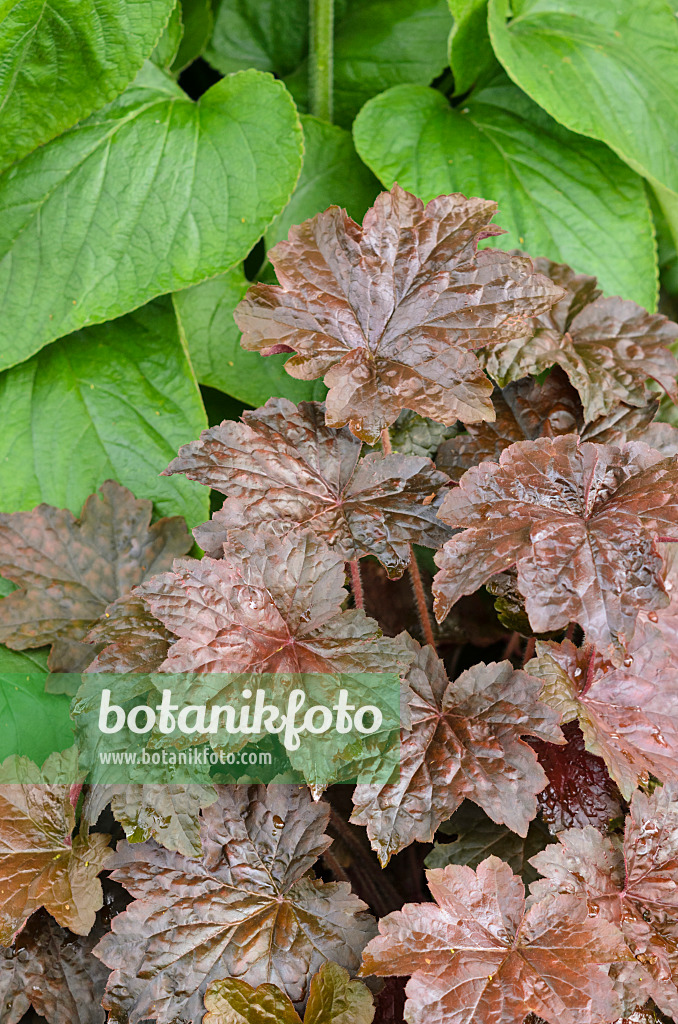 533411 - Crevice alumroot (Heuchera micrantha 'Palace Purple')