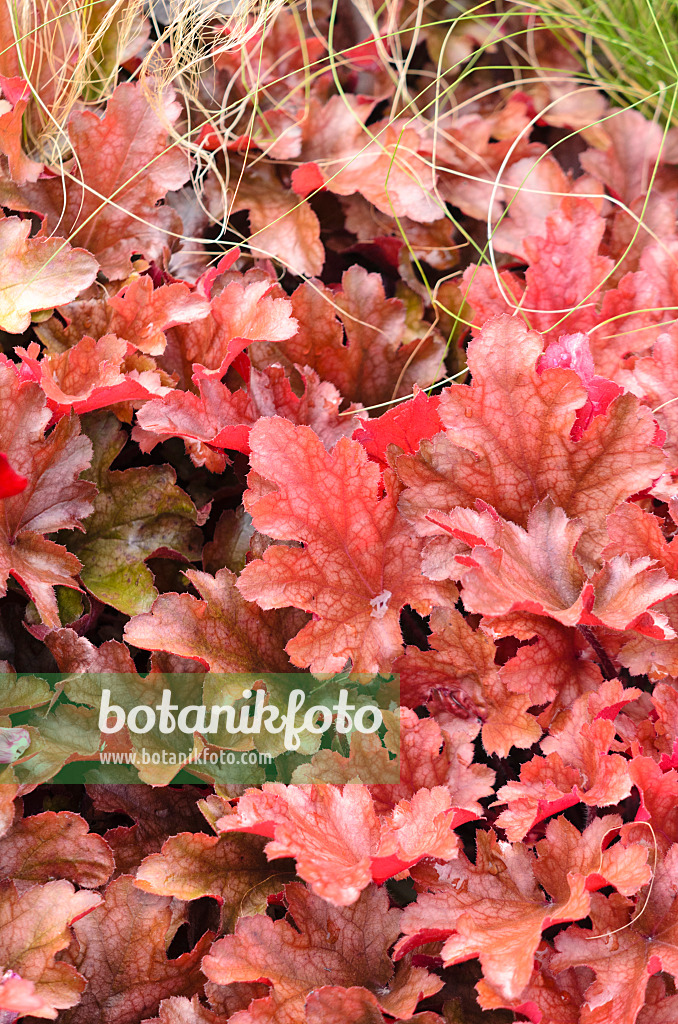 536116 - Crevice alumroot (Heuchera micrantha 'Peach Flambe')