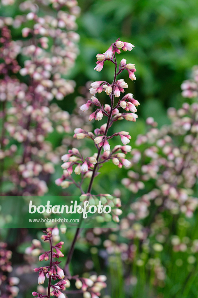 473054 - Crevice alumroot (Heuchera micrantha 'Regina')