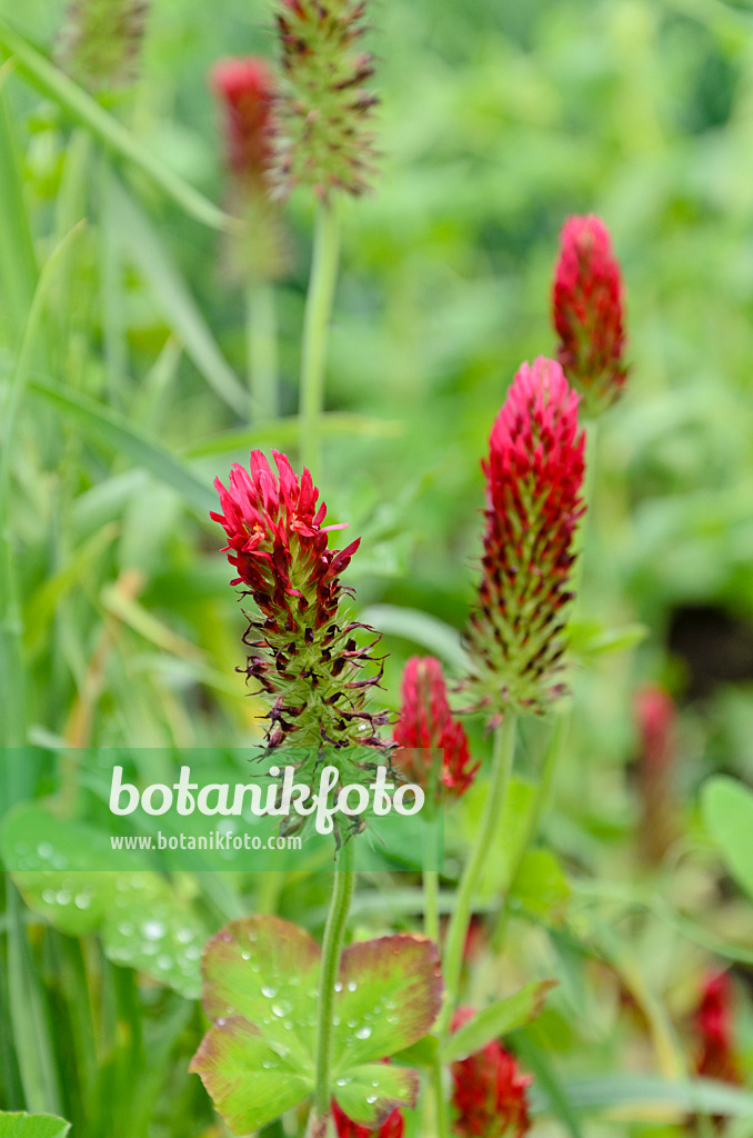 508151 - Crimson clover (Trifolium incarnatum)