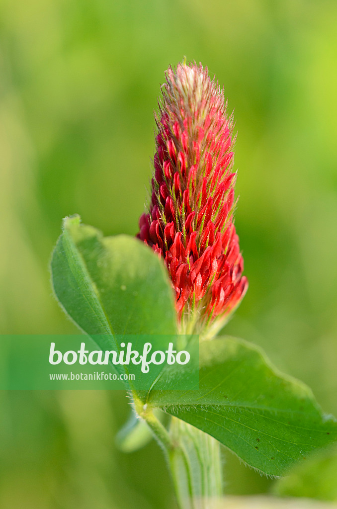 533007 - Crimson clover (Trifolium incarnatum)