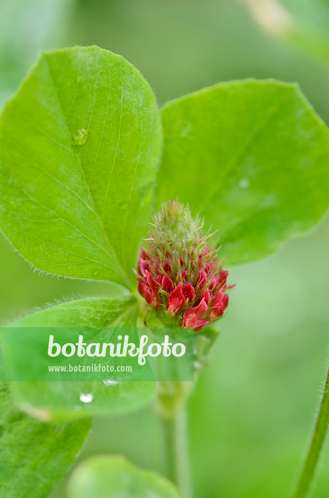 534461 - Crimson clover (Trifolium incarnatum)