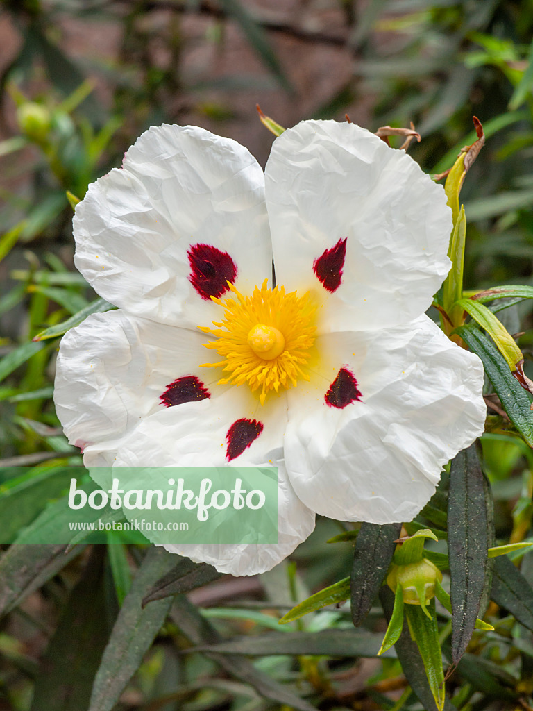 424034 - Crimson spot rock rose (Cistus ladanifer)