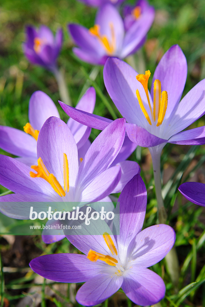 465084 - Crocus (Crocus)