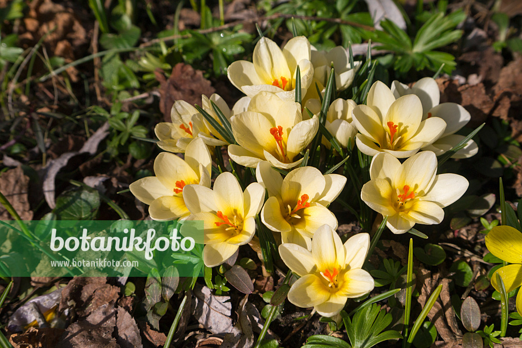 601006 - Crocus (Crocus chrysanthus 'Dorothy')