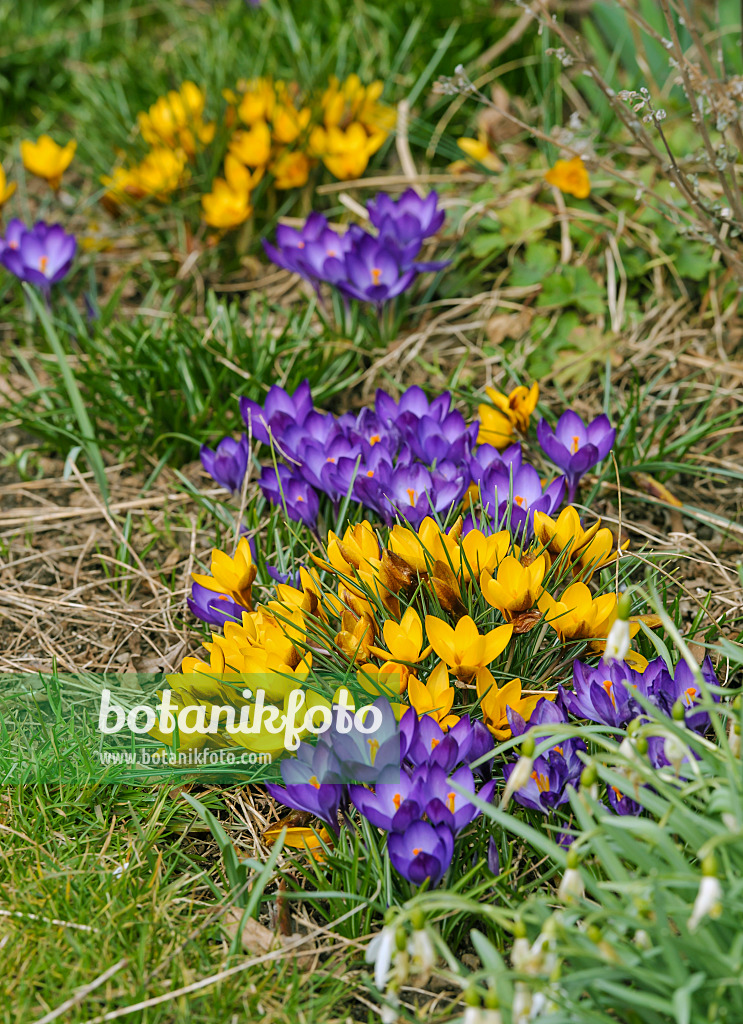 517431 - Crocuses (Crocus)