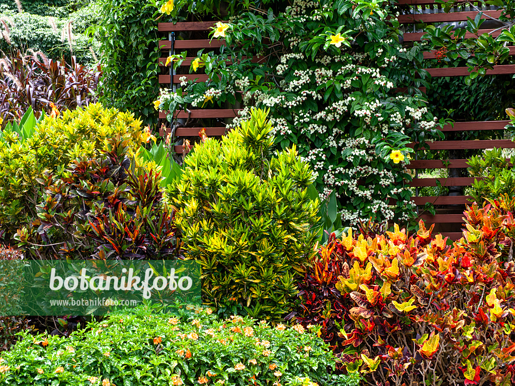 455147 - Croton (Codiaeum variegatum syn. Croton variegatus), bleeding glory bower (Clerodendrum thomsoniae syn. Clerodendron thomsoniae) and golden trumpet (Allamanda cathartica)