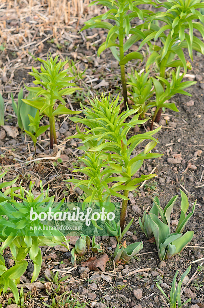 519031 - Crown imperial (Fritillaria imperialis)