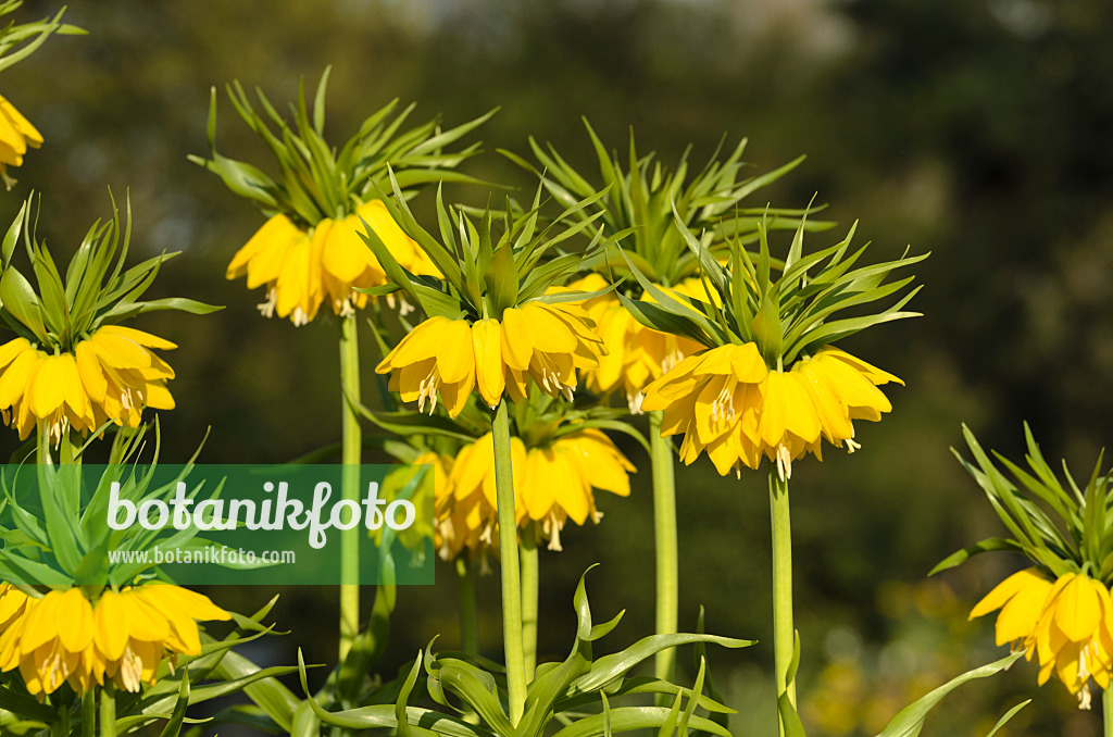 495199 - Crown imperial (Fritillaria imperialis 'Lutea')