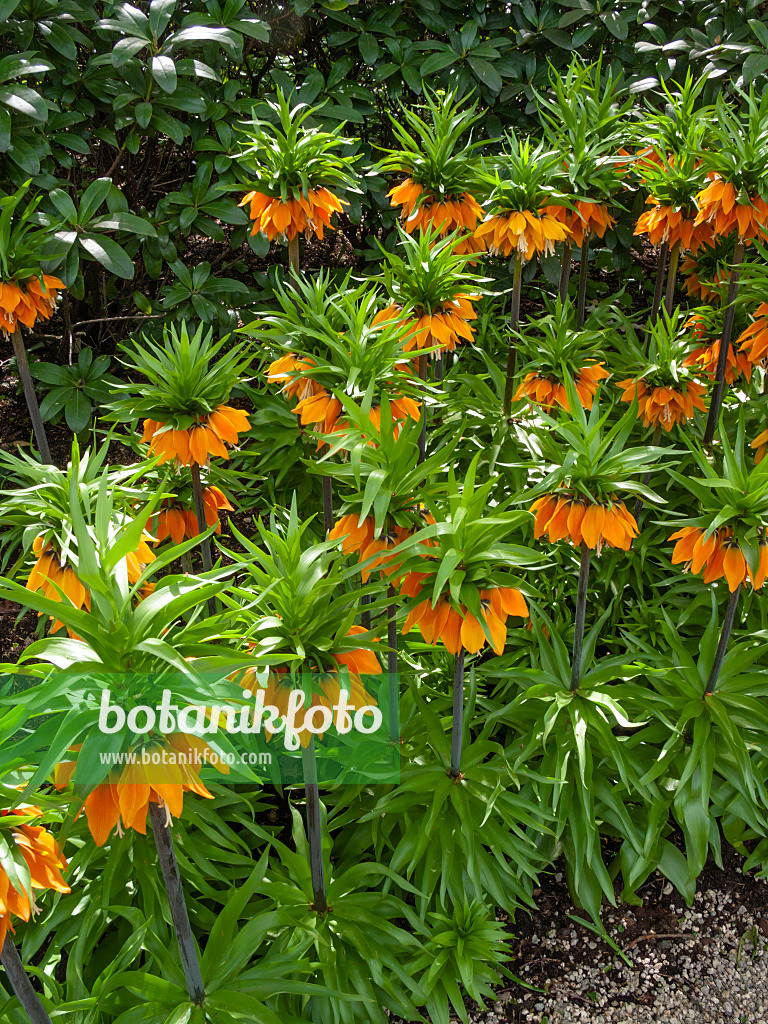 401082 - Crown imperial (Fritillaria imperialis 'Orange Brillant')