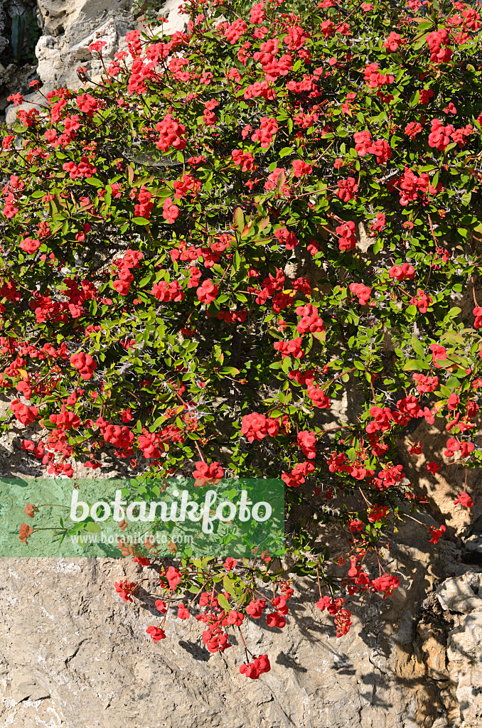 533088 - Crown of thorns (Euphorbia milii var. splendens)