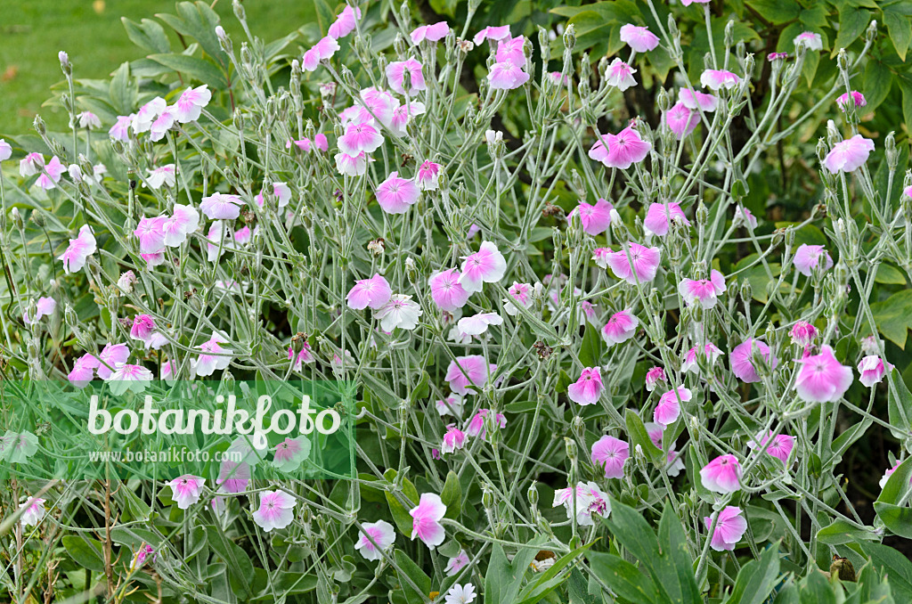 521426 - Crown pink (Lychnis coronaria 'Angel's Blush' syn. Silene coronaria 'Angel's Blush')