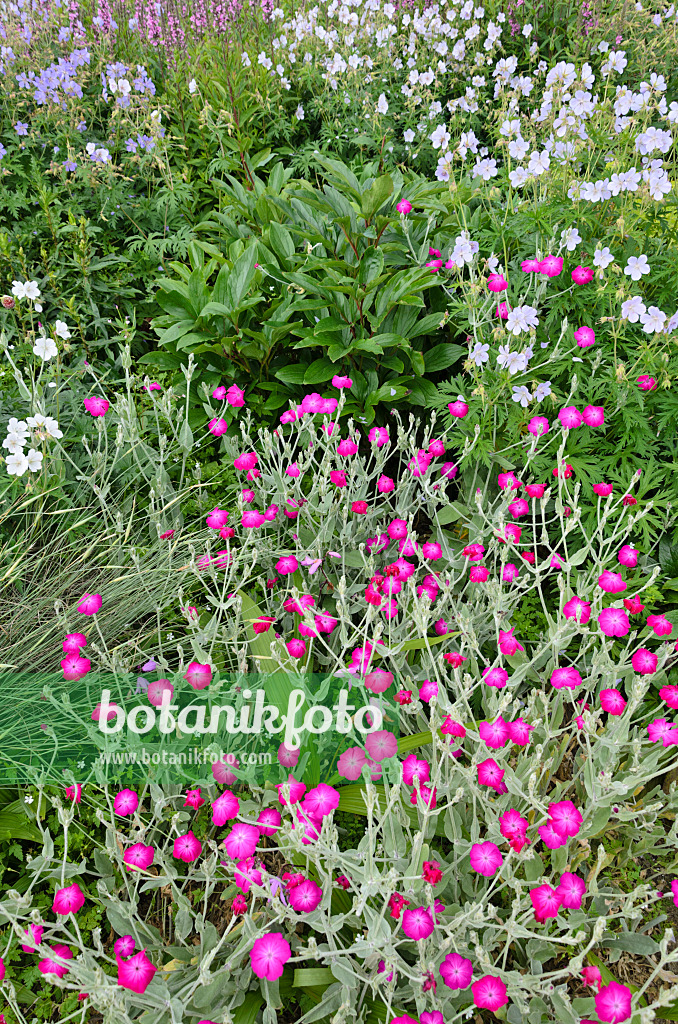 521431 - Crown pink (Lychnis coronaria syn. Silene coronaria) and cranesbill (Geranium)