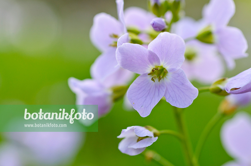 483241 - Cuckoo flower (Cardamine pratensis)