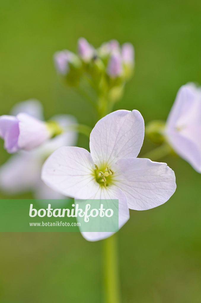 507058 - Cuckoo flower (Cardamine pratensis)