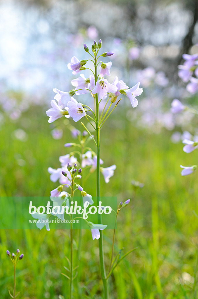 507081 - Cuckoo flower (Cardamine pratensis)