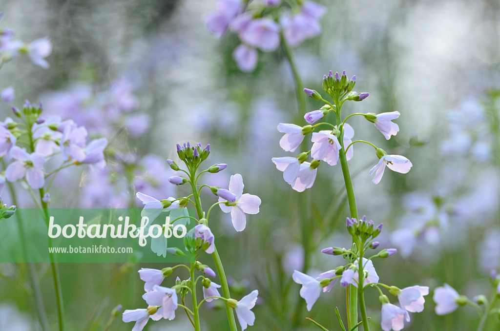 507085 - Cuckoo flower (Cardamine pratensis)