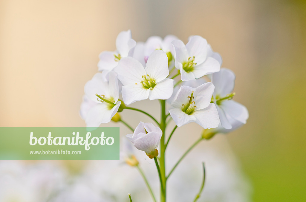 531075 - Cuckoo flower (Cardamine pratensis)