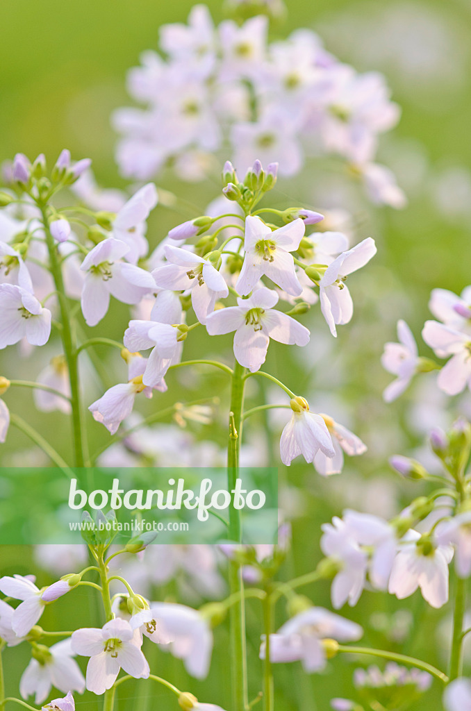 531081 - Cuckoo flower (Cardamine pratensis)