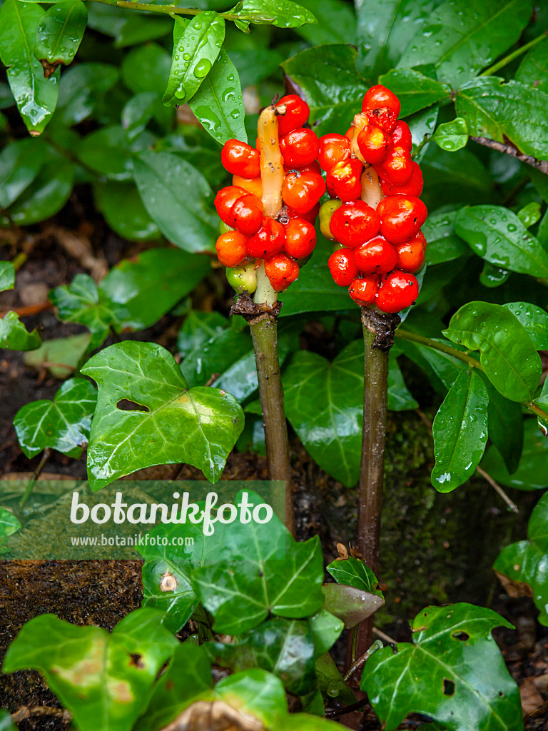 427154 - Cuckoo pint (Arum maculatum)