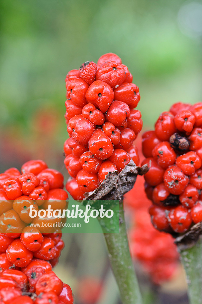 487112 - Cuckoo pint (Arum maculatum)