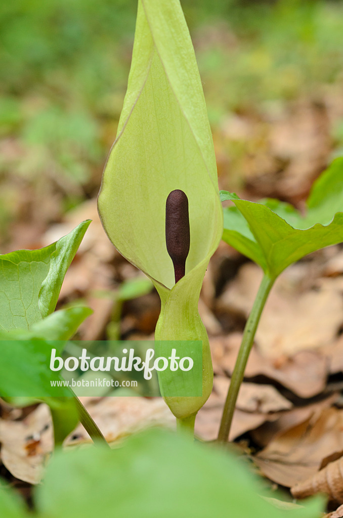 507204 - Cuckoo pint (Arum maculatum)