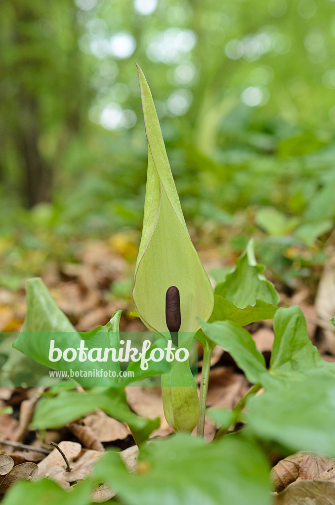 507205 - Cuckoo pint (Arum maculatum)