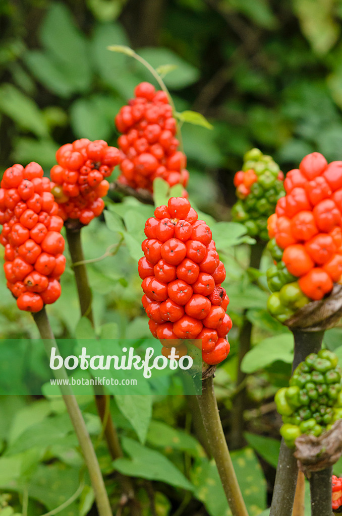 534502 - Cuckoo pint (Arum maculatum)